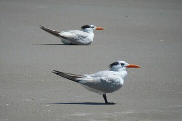 Royal tern seabirds on sand background in Florida beach, closeup
