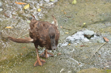 Fototapeta premium Brown Duck by Stream-Brown duck exploring wet mossy ground near a shallow stream, wings slightly raised in motion.