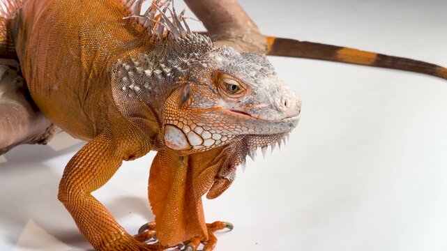Close Up of an Orange Green Iguana Resting on a Branch