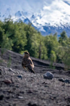 Tiuque (Milvago chimango) posado en suelo de ceniza volc&aacute;nica con bosque y el Volc&aacute;n Osorno nevado de fondo, Parque Nacional Vicente P&eacute;rez Rosales, Chile