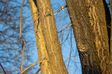 Obraz premium Tree branches in the sunlight at golden hour with blue sky