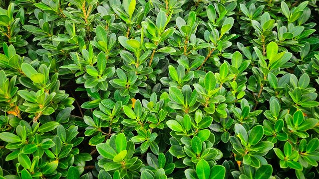 Fresh banyan tree leaves background, Symbol of growth, sustainability, vitality and organic lifestyle.