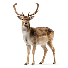 Fototapeta premium Majestic deer with impressive antlers standing confidently