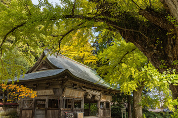 日本　 岡山県真庭市蒜山にある福田神社の黄葉前、ほのかに黄緑色に色づく大銀杏