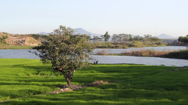 Sunset over Vo Xu River in Dong Nai Viet Nam Mother and Daughter in Rural Sence among green feild windy afternoon with bird singing background sound