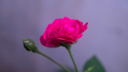 Obraz premium A photograph of pink garden roses. Taken from Las Piñas, NCR, Philippines.
