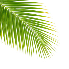 Obraz premium Vibrant Green Palm Leaf Frond Isolated on White Background
