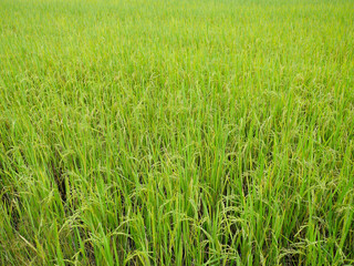 Obraz premium Green Rice Field with Young Rice Plants for Agriculture and Nature Background