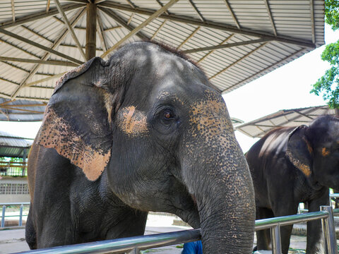 Asian Elephant in Sanctuary under Shelter for Wildlife and Conservation Concept