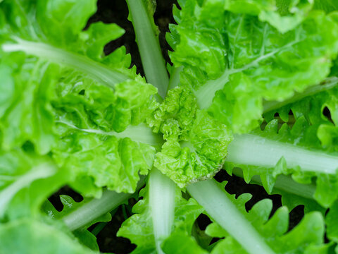 Fresh Green Leafy Vegetable Growing Close Up for Organic and Healthy Food Concept