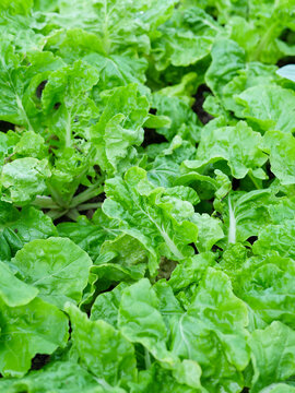 Fresh Green Leafy Vegetables Growing Naturally for Organic and Healthy Food Concept