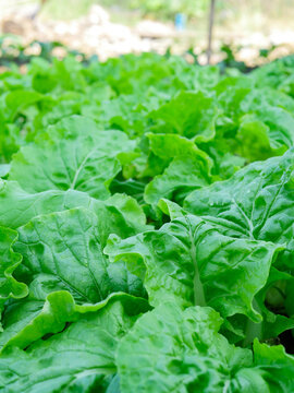 Organic Green Lettuce Growing in Farm Field for Healthy Food and Agriculture Concept