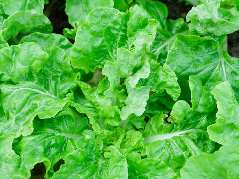 Fresh Green Lettuce Leaves Background for Healthy Food and Organic Concept