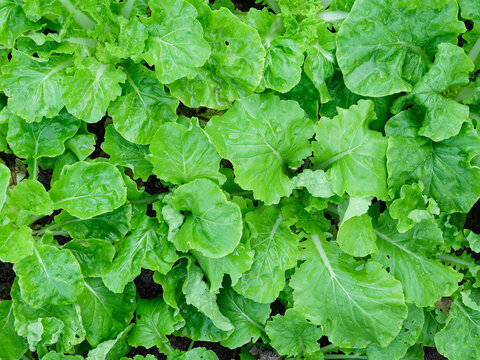 Fresh Green Leafy Vegetables Background for Healthy Food and Organic Concept