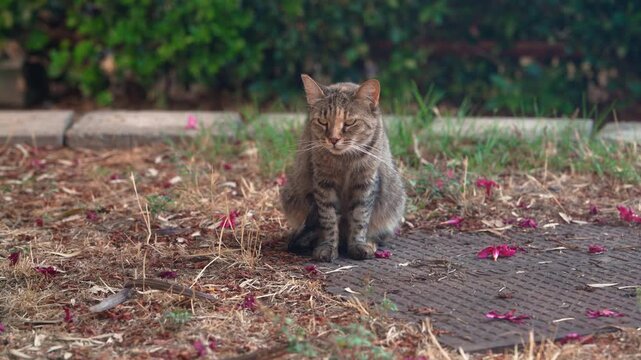 A tabby cat sits calmly on a patch of ground scattered with dry leaves and small pink petals with green bushes softly blurred in the background