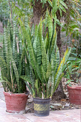 Planta lanza de San Jorge 