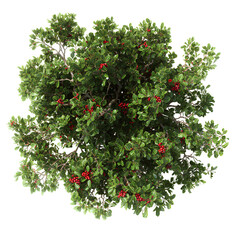 a beautiful plant on transparent, plant on white background