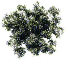 tree isolated on transparent, tree on white background