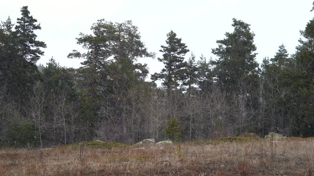 First fresh snowfall begins over forest clearing within green woodland during early winter. Light snow falls on snowless trees showing calm seasonal transition and natural change.