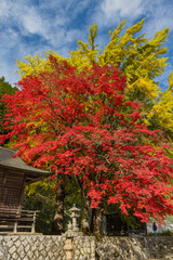 日本　 岡山県真庭市蒜山にある徳山神社の紅葉したモミジと黄葉した銀杏