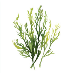 Obraz premium Watercolor painting of green seaweed branches isolated on a white background.