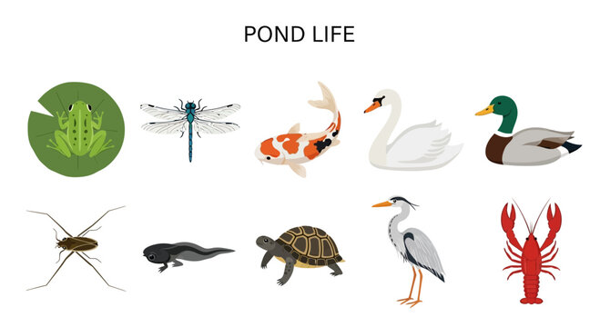 Collection of ten different pond life illustrations arranged in two rows