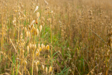 Biedronka na kłosie zborza na polu © Anna