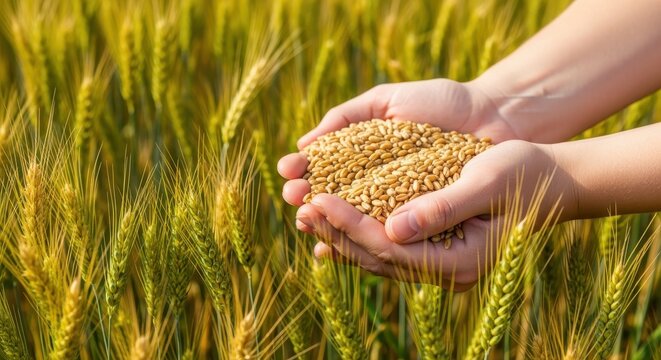 Hands holding golden wheat grains in a sunlit field, symbolizing agriculture and harvest bounty