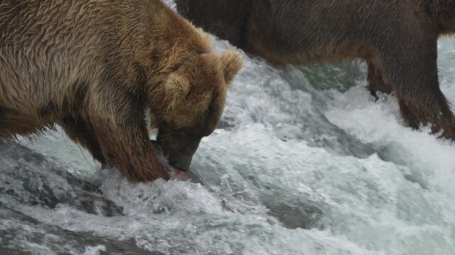 Brown Bear Divot 854 carrying a Sockeye Salmon at Brooks Falls - Slow Motion - Part 5