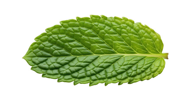 A single mint leaf on a png transparent