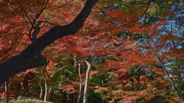 A stunning contrast of a dark, silhouetted tree trunk and fiery red maple leaves. Capturing the artistic and serene nature of Rikugien Garden, Tokyo.