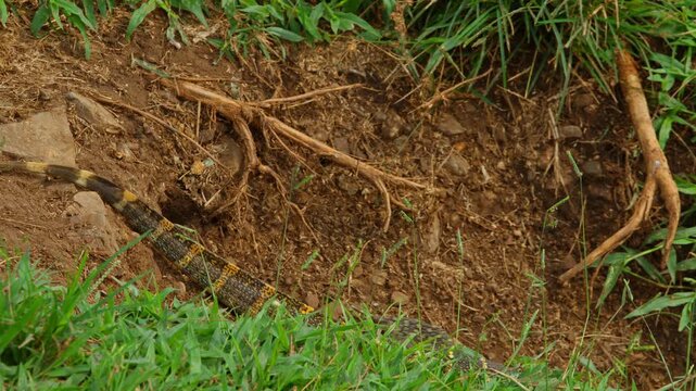 Nile monitor lizard Varanus niloticus crawling on the ground, blending into the green grass, dry earth, and roots, displaying its patterned skin in the wild habitat of the river Nile, Uganda, Africa