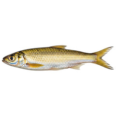 Fototapeta premium Gold fish on transparent background