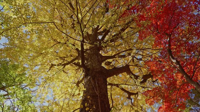 A mesmerizing shot of red maple leaves fluttering in a soft breeze. The sun shines through the foliage, creating a warm glow in Rikugien Garden.