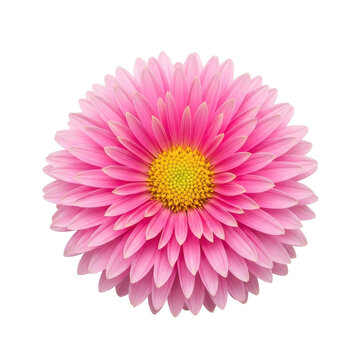 Pink daisy flower isolated on transparent background with yellow center