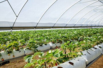 Fototapeta premium Rows of strawberry plants growing in modern greenhouse, cultivated in raised beds with irrigation system, agricultural technology supporting efficient fruit production, no people visible