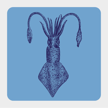 Detailed Blue Squid Marine Life Drawing