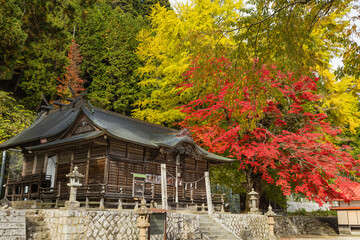 Obraz premium 日本 岡山県真庭市蒜山にある徳山神社の紅葉したモミジと黄葉した銀杏