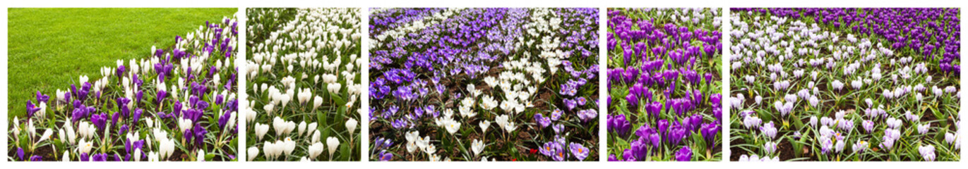 Fototapeta premium Collage featuring set of photos of beautiful spring flowerbeds with purple and white crocuses. Natural floral background. City landscaping, park design and comfortable urban environment. Banner