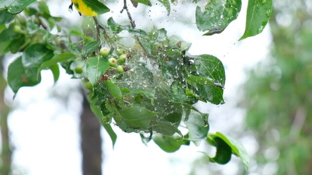 Pests on the apple tree. cobwebs and caterpillars on branches and leaves	