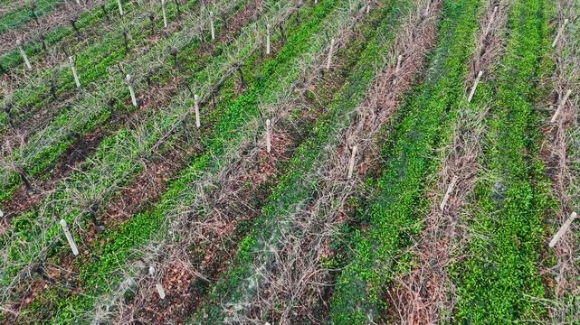 Professional top-down aerial drone footage of a structured rural vineyard. Diagonal lines of trellised vines and green grass pathways highlight precise farming geometry and landscape art.