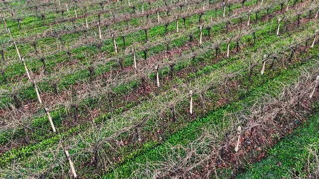 Stunning diagonal aerial drone perspective of a winter vineyard with long parallel rows of vines. Captured professional rural agricultural scenery featuring wooden stakes and grass trails.