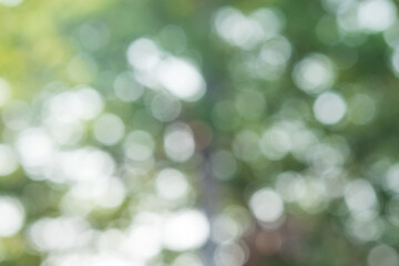 Obraz premium blurred green bokeh background