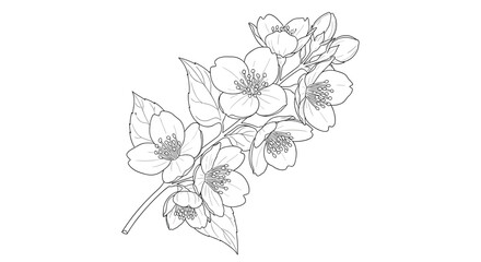 Detailed hand drawn sketch of a jasmine branch in full bloom with several flowers and buds in a black and white line art style.