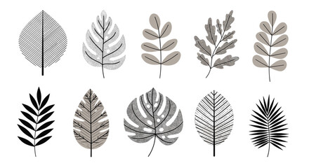Fototapeta premium Set of ten different leaf illustrations featuring various shapes textures and shading styles in black and grey tones for design.