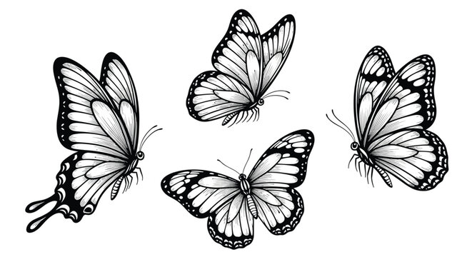 Collection of four highly detailed butterfly sketches in black ink showing intricate wing patterns from various flight perspectives.