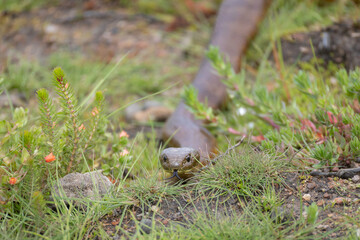 Obraz premium Mainland Tiger Snake (Notechis scutatus), Rowes Lagoon, NSW, October 2025