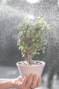 Mano sosteniendo maceta con peque&ntilde;o &aacute;rbol de jade y roc&iacute;o de agua intenso.