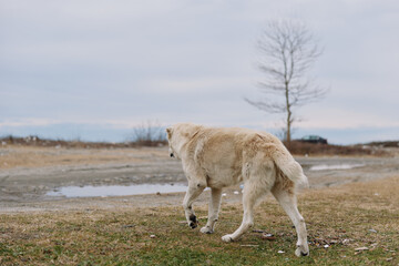 Obraz premium Wolf dog hybrid walking across a bare meadow under an overcast sky, showcasing thick fur, paw movement and tail in a calm, natural outdoor landscape
