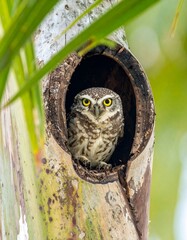 Bird peeking out of its tree-hole nest, surrounded by green foliage